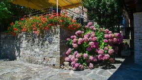 Želite hortenzije pune cvetova u avgustu? Ove 3 stvari morat