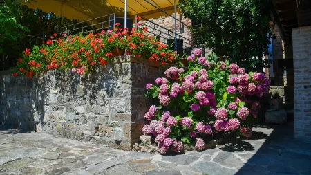 Želite hortenzije pune cvetova u avgustu? Ove 3 stvari morate da uradite u junu
