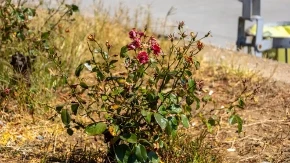 Jedna greška uništava ruže leti: Cvetovi se suše, 