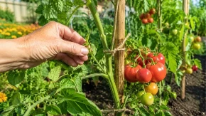 Kada vidite šta radi biljci, ostaćete u šoku: Evo zbog čega 