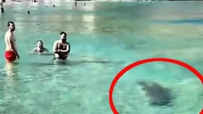 Panika na plaži u Grčkoj: Ogromna morska zver zaplivala među kupačima, svi u šoku gledali šta se dešava