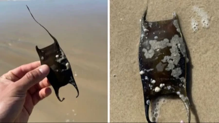 Ako pronađete ovo na plaži, nipošto ga ne nosite kući: Stručnjaci upozoravaju da ga odmah vratite u more