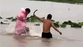 Apokalipsa posle tajfuna! Armija otrovnih kobri preplavila gradove, građanima poručeno: Ne izlazite iz kuća! (VIDEO)