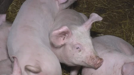 Afrička kuga hara Srbijom: Ova područja su najveća žarišta