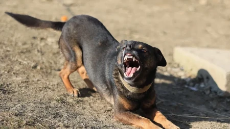 Koji psi najčešće ujedaju ljude? Novi podaci ruše uvrežene mitove