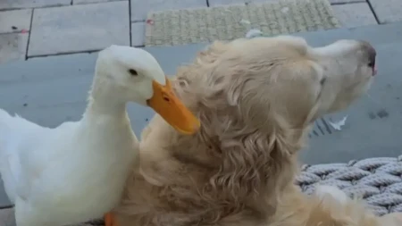 Pas i patka su najbolji prijatelji: Morate da vidite njihovu igru, ovo je preslatko!
