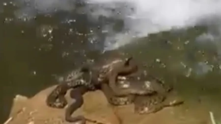 Šok prizor pored reke: Građani ostali u neverici kada su videli šta se okupilo na obali (Video)
