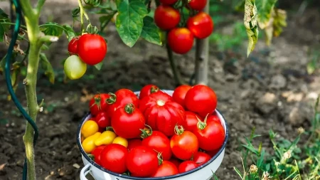 Obožavate ga, ali... Nikako ne jedite paradajz, ako pripadate ovoj kategoriji ljudi