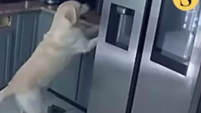 Kako mu je ovo uspelo? Pas skočio na pult u kuhinji, pa izazvao potpunu katastrofu - požar su gasili satima