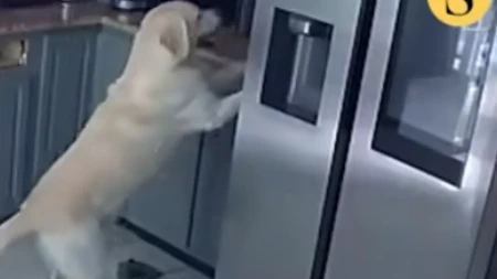 Kako mu je ovo uspelo? Pas skočio na pult u kuhinji, pa izazvao potpunu katastrofu - požar su gasili satima