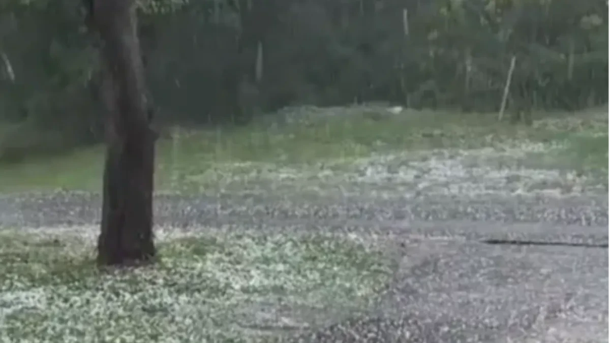 Stravično nevreme pogodilo Hrvatsku: Vetar lomio drveće i blokirao saobraćajnice u Puli