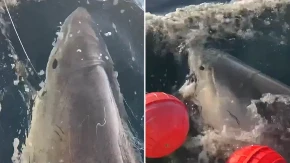 "Zver" od 770 kilograma se vratila iz dubina: Uhvaćena najveća bela ajkule ikada, evo gde se uputila