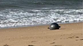 Ekološka katastrofa na Jadranu: Hitno zatvorena čuvena plaža!