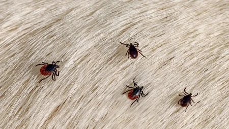 Pronašli ste krpelja na ljubimcu? Ne paničite, eksperti objašnjavaju tačno kako da rešite problem