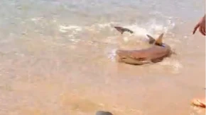 Šok na plaži u Grčkoj! Ajkula prišla do same obale, na nekoliko metara od kupača! (VIDEO)