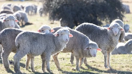  Masovna otpuštanja na pomolu, a stigli novi "radnici" - 100 ovaca dobilo posao