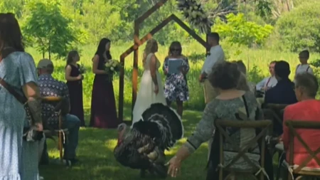 Ćuran ukrao šou na venčanju: Pojavio se usred ceremonije - ljudi na mrežama plaču od smeha