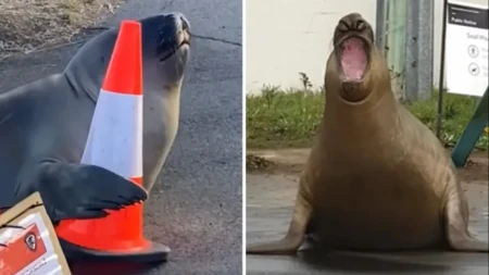 Morski slon napravio potpuni kolaps: Džin od 1.000 kg blokirao grad, ljudi bežali u panici (VIDEO)