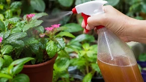 Sipajte dve kašike ovog začina u vodu: Vaši, mravi i gljivice beže kao ludi, biljke bujaju preko noći