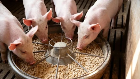 Na snazi su nova ograničenja zbog afričke kuge svinja