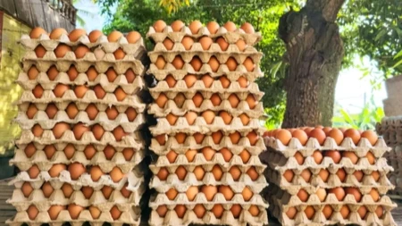 Kupila je 90 jaja u supermarketu, a posle dva dana je zatekla šok: Prizor je ostavio bez teksta