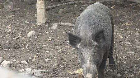 Nove obavezne mere protiv širenja afričke kuge svinja u lovištima i šumama