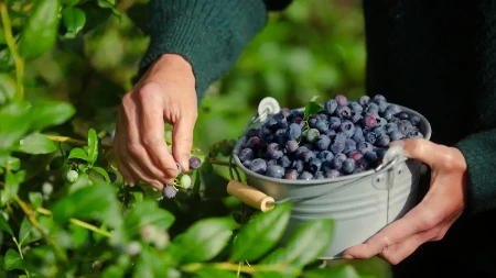 Nikada ne berite borovnice dok ne proverite ovaj detalj - tu se krije razlika između slatkih i kiselih