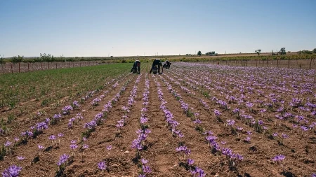Bez njive i traktora - kako je uzgoj šafrana postao novi biznis trend u poljoprivredi