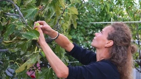 Svi beru smokve, a najveće blago bacaju: Evo šta krije njeno lišće