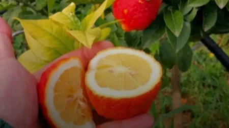 Da li ste čuli za crveni limun? Retko voće raste na samo jedom mestu u Evropi, a zbog jedne karakteristike ne može da se izvozi