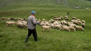 Nema novih potvrda boginja ovaca i koza - oglasio se ministar