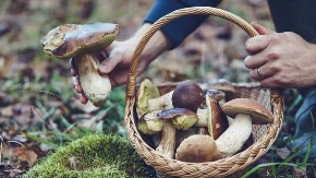 Posao iz garaže ili podruma - šitake pečurka sve traženija, kilogram dostiže i 2.000 dinara