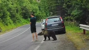 Nije ni slutio da mu je medved iza leđa: Kada se okrenuo, usledio je trenutak čistog užasa