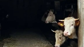 Sumnja se da je komšiji sekirom povredio pet krava! Policija istražuje slučaj mučenja životinja