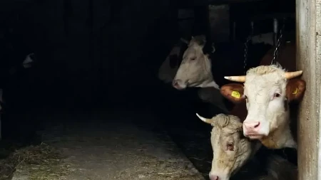 Sumnja se da je komšiji sekirom povredio pet krava! Policija istražuje slučaj mučenja životinja