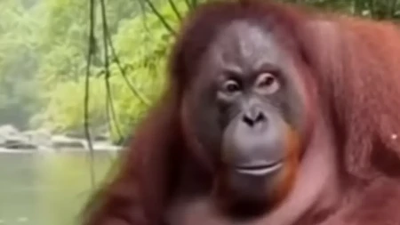 Pa gde je ovo naučio? Orangutan oduševio svojim veštinama - pogledajte samo kako pere veš u reci