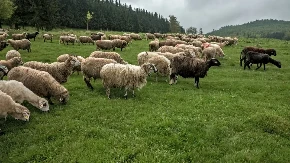 Nema novih slučajeva, ali kontrole traju - šta stočari moraju da znaju o opasnom virusu