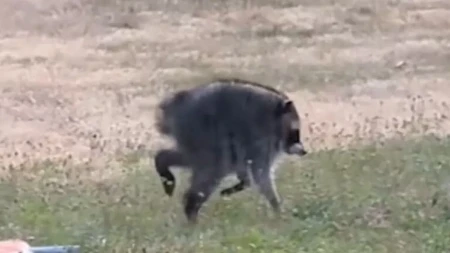 Ljudi su vrištali od čuda kad su ga ugledali: Mnogi su mislili da ovo stvorenje uopšte nije rakun