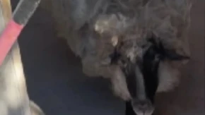 ''Upoznao sam slatku Hrvaticu na odmoru'': Priča o prijateljstvu čoveka i ovce oduševila region