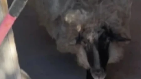 ''Upoznao sam slatku Hrvaticu na odmoru'': Priča o prijateljstvu čoveka i ovce oduševila region