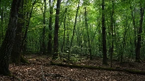 Medved pronađen mrtav u šumi, pojeo kokain koji je ispao iz aviona: Bože sačuvaj! 