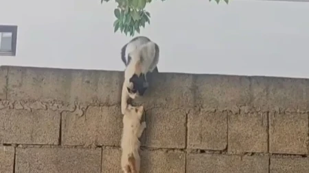 Mače nije moglo da se popne na zid: Ono što je njegova majka uradila dirnulo je milione (Video)