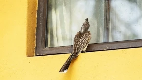 Ptice vam stalno sleću na prozor ili balkon: Feng šui kaže da ovo nije slučajno