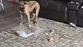 Jedan predmet u stanu umalo je izazvao katastrofu: Pas nije ni slutio šta će se dogoditi nekoliko sekundi kasnije