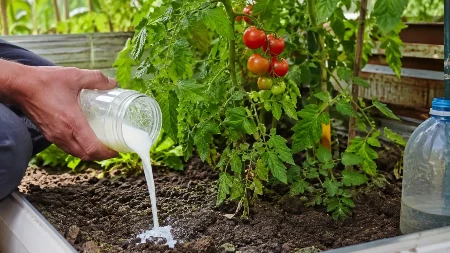 Ko još paradajz zaliva jogurtom?! E, pa - oni iskusni: Plodovi će biti bujni i sočni, ali ovu grešku ne smete da napravite