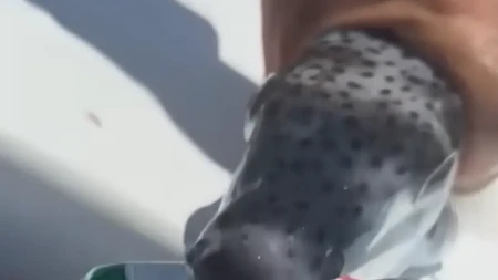 Riba zec ugrizla nesrećnu ženu na popularnoj plaži u Gračkoj: Jedan detalj je posebno jeziv!