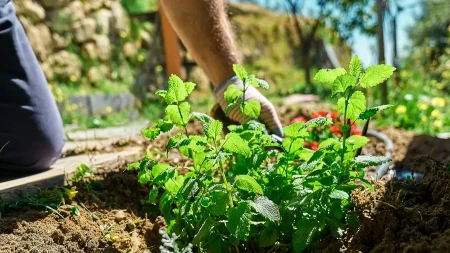 Uložite oko 1.200 evra, a kasnije zarađujete i više od 3.000 godišnje - sve više proizvođača bira ovu biljku