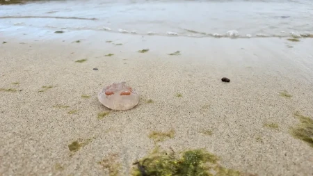 Na Adi Ciganliji snimljene hiljade meduza: Mnogi se šokirali prizorom, ali stručnjaci imaju važne vesti