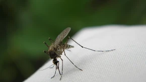Stavite ovo u pepeljaru pored prozora: Komarci ne podnose miris, a potrebna su vam samo dva sastojka