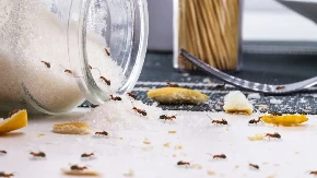 Mravi beže iz kuće kao opareni! Ovo košta 20 dinara, a spasiće vas napasti